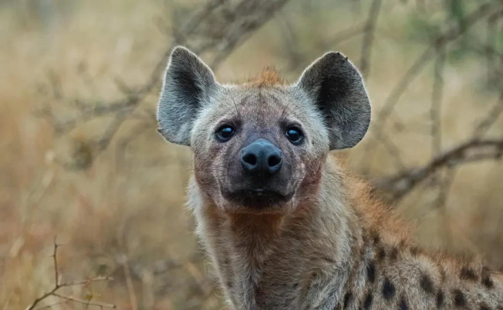 Leopard Orchidimg_3807_1