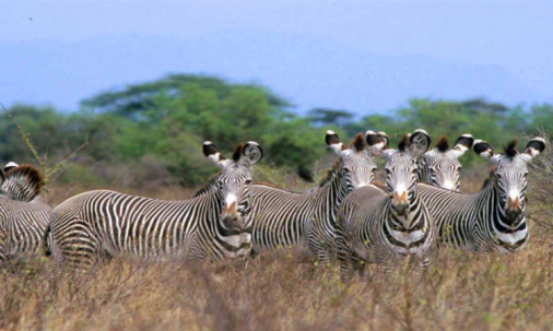 Leopard Orchid Safaris