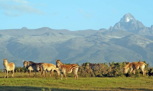Leopard Orchid Safaris