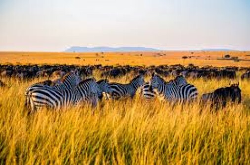 Leopard Orchid Safaris
